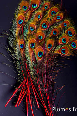 Paon bleu oeil-sabre - 25-35 cm - rouge